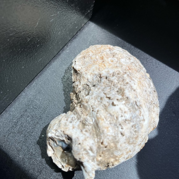 SeaShell Bowls - Picture 4 of 6